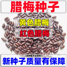 ���|�D÷�N���S���ļ��׷N�Ϛg��N�Ѽt÷�t��÷���Sɫ����÷�tɫ