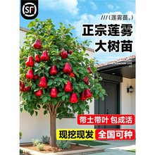 ɏ�F����ڽ����޽�̨�����ǰű���Ʒ�N���~�t�ϱ����Nֲ����Y��