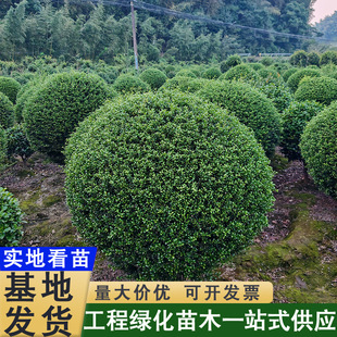 ���׶�����Ʒ�������ļ�����G�h���lֲ��ͥԺ�e��С�^�G����ľ