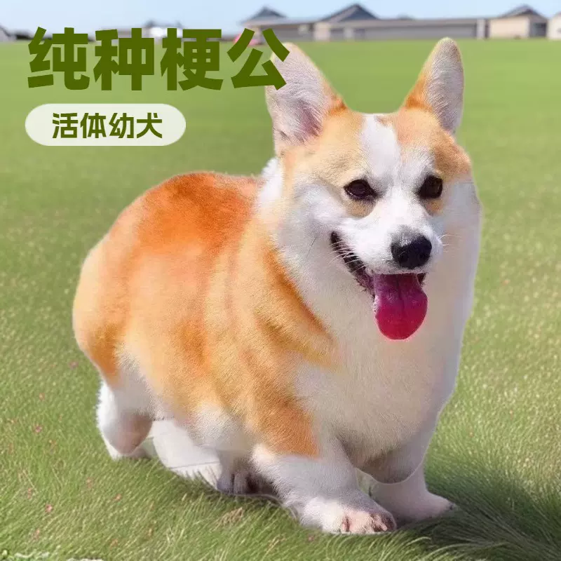 批发纯种柯基犬小型犬护卫玩赏犬幼犬活体狗狗宠物犬幼崽
