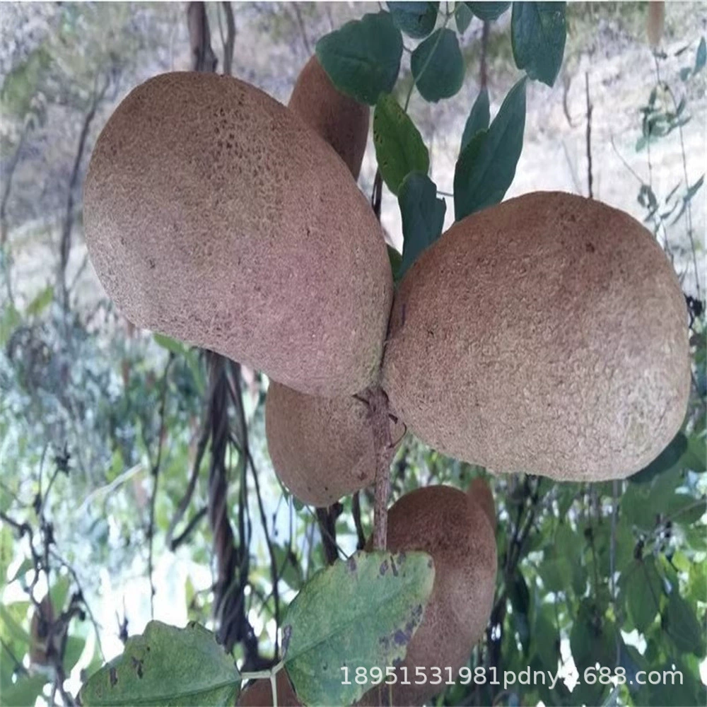 Август Рассада дыни Фруктовое дерево Рассада альпинистская лоза Просмотр листвы Фрукты Съедобная лоза Посадка Авката Август Рассада жареных деревьев