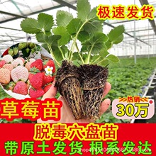 ��ݮ�����ļ��Y�����ԷN��Ѩ�P�������ش�̖���|���l����t�����
