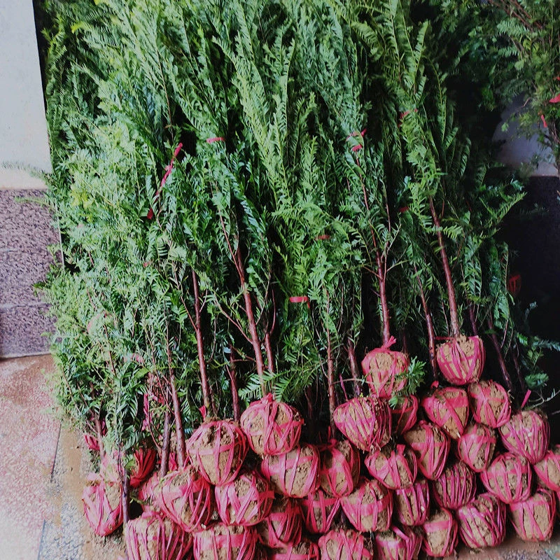 Основа оптом для Тиса саженцев деревьев толщиной 2-15 см Green Tree Villa двор зеленых растений для очистки воздуха