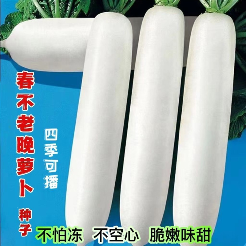 春不老晚萝卜种子特大九斤王白萝卜四季播种甜脆不空心水果萝卜种