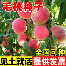 ë�ҷN�Ӯ����²�ɽ�ҷN���²�ë�Һ�Ұë�Ҙ�N�Ӽ޽�÷����ľ