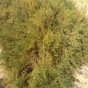 ���l���ݷN�� ɳ��N�� ��ɳ��N�� ��ɳ���ӻ�Įɳ���� ����ă�