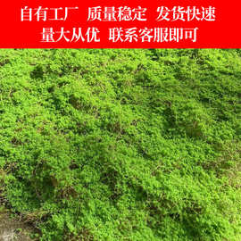 厂家批发仿真绿植造景假草皮微景观布置展示盆景草坪装饰园艺苔藓