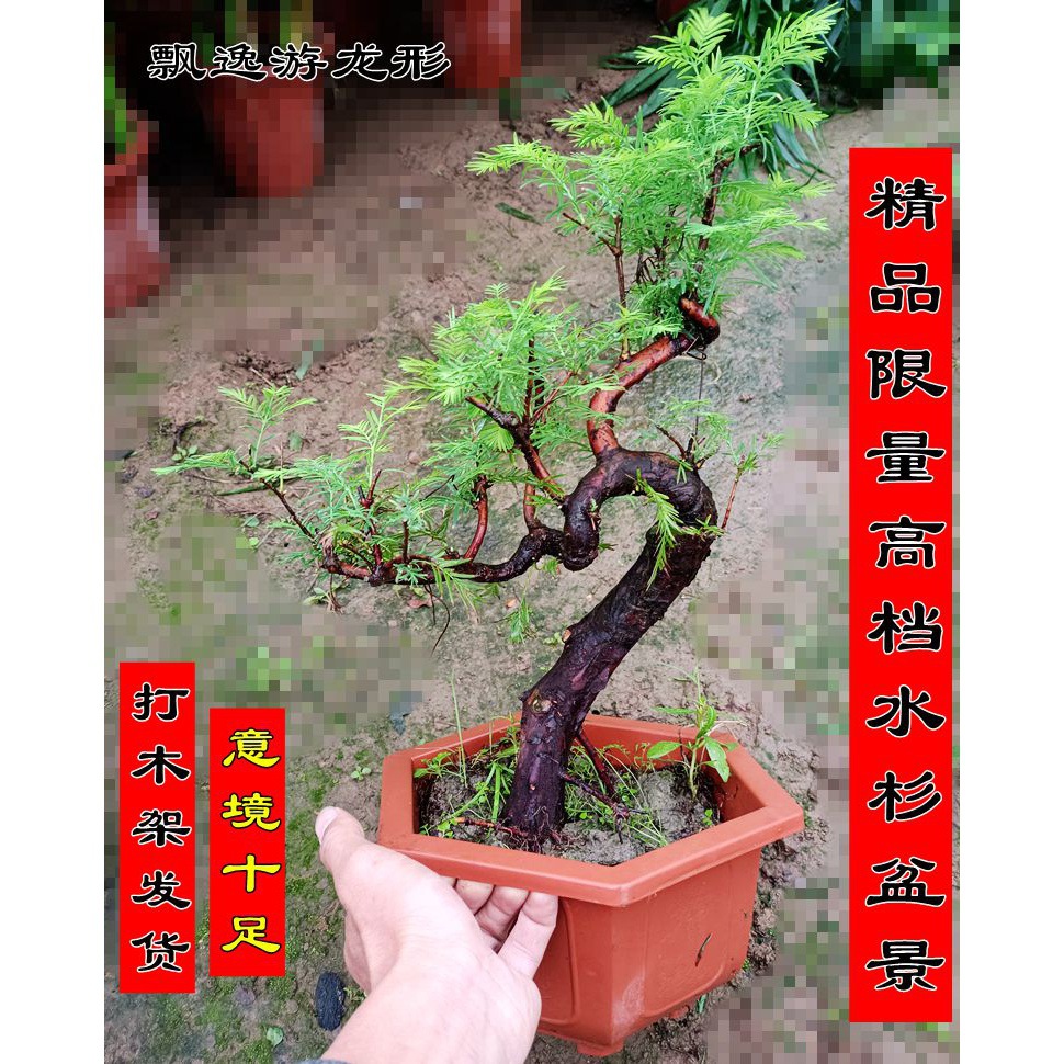 유롱 한정 메타세쿼이아 분재 랙 배송