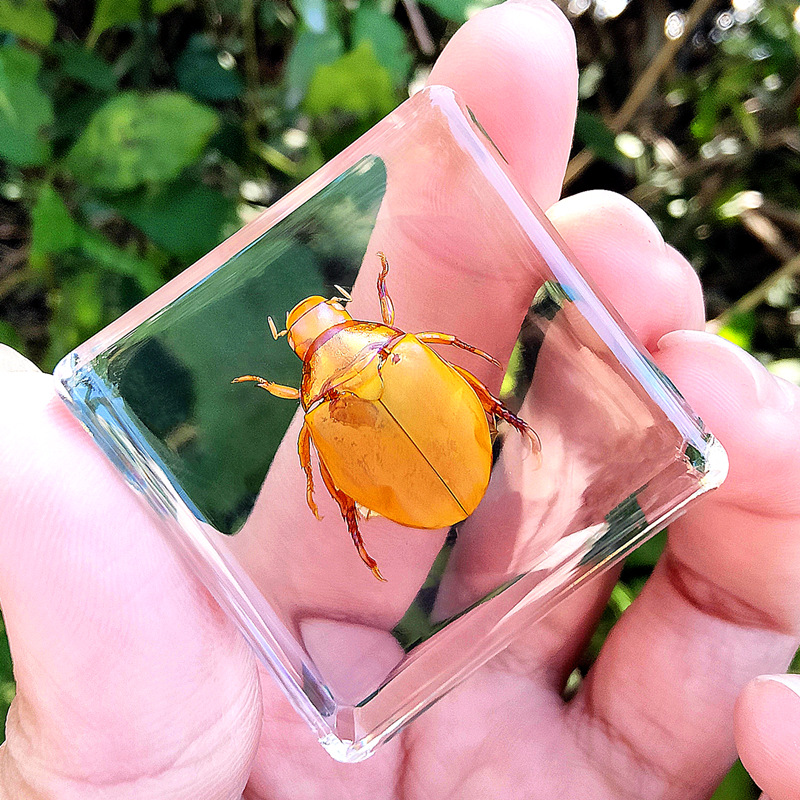 로얄 블루 터틀 80%