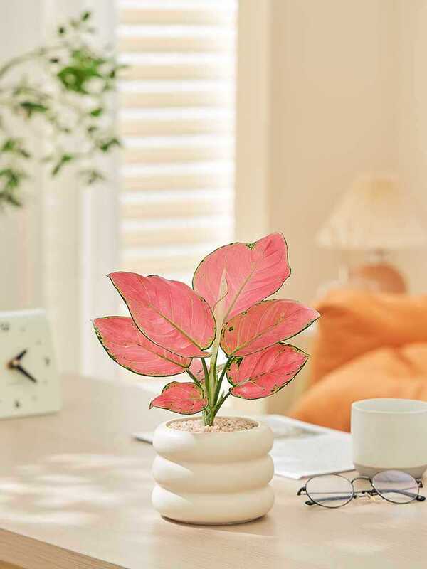 Money Trees, Old Piles, Money Trees, Money Trees, Potted Plants, Desktop Green Plants and Florals in the Office, Easy to Feed in All Seasons