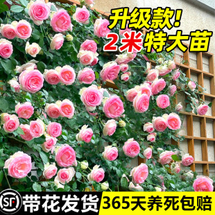 1.6m Tall Seedlings, Vine Rose Flower Seedlings, Garden Climbing Vines, Four-Season Blooming Florals, Potted Roses, Roses