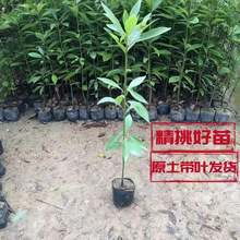 ��z�ľ���������Ĵ�ͥԺϡ�����F����С�~�E骳�骽�z�ľ���