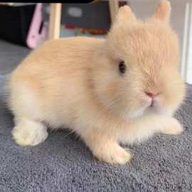 宠物兔活物茶杯长不大不咬人迷你侏儒儿童养猫猫兔荷兰垂耳兔活体