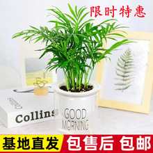 ���ԾGֲˮ�໨���k�����҃��辰ֲ���ļ���������Ҭ����