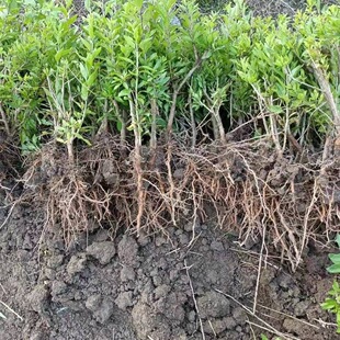 �Nֲ�����������轘���؛������a���� ����û�����ֲ�������