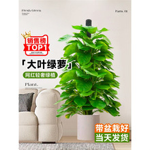 大叶绿萝柱盆栽客厅绿植大型办公室内除甲醛净化空气四季好养绿箩