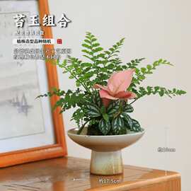 水培苔藓球植物室内好养小绿植盆栽绿萝发财树栀子花蕨类微景观