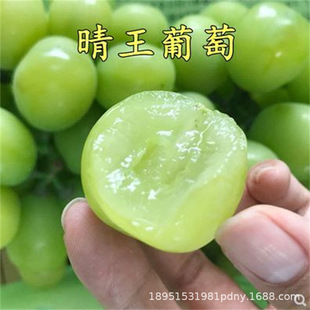 �ձ��������Ȼʺ������� �ڸ��������ȹ������� �ó��ֺÿ�