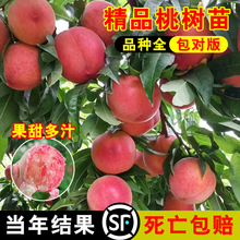 ����ˮ���Ҙ���޽��S�Ҙ��m�䮔��Y���Ϸ������Nֲ�����Ҙ����