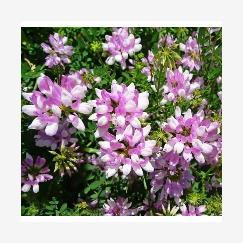 Универсальные семена цветов с маленькой короной для двора, альпийских склонов и защиты склонов брошенных мест, декоративные почвофиксирующие семена, чрезвычайно сильные семена декоративных цветов для покрытия почвы.