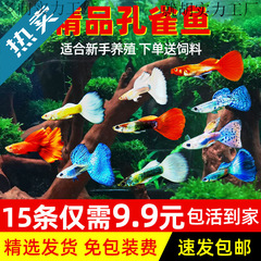 孔雀鱼纯种凤尾观赏鱼小型热带鱼淡冷水好养金鱼小鱼胎生鱼苗