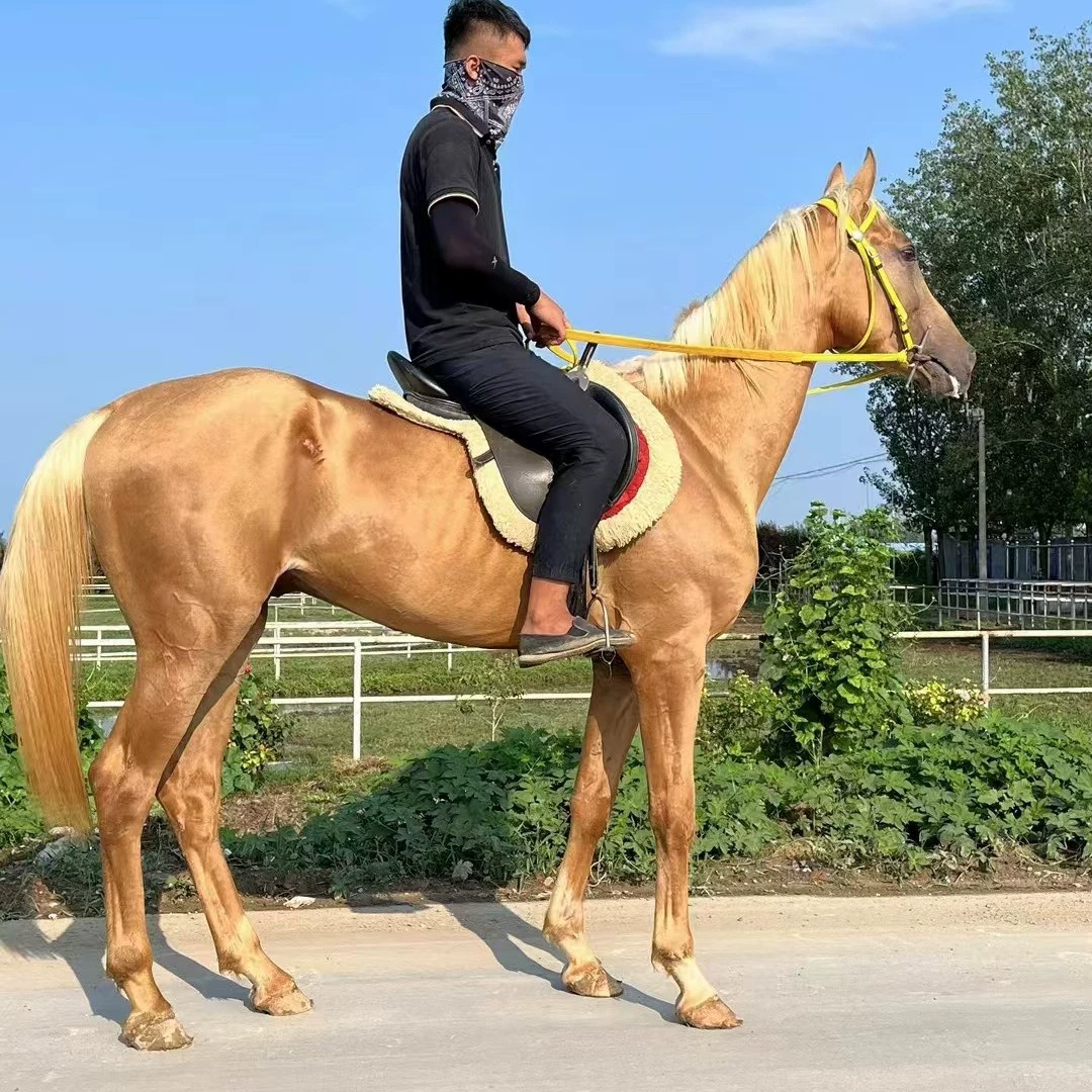 Живая езда на лошади чистой крови на лошади