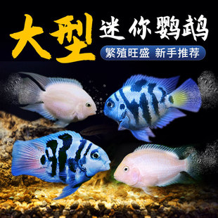 ����ˮ�������W�^�~�Ꭷ�^�p�~��С�͵�ˮ���B�W�^�~���~��ֳ�N�~