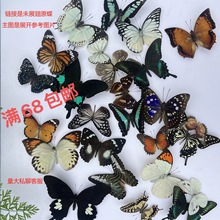 真蝴蝶昆虫标本未展翅原蝶工艺品学生手工DIY材料教具教学