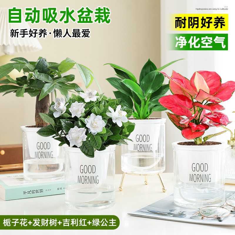 [오피스 베스트셀러 화분 4종] 치자나무 + 머니트리 + 길리레드 + 그린프린세스