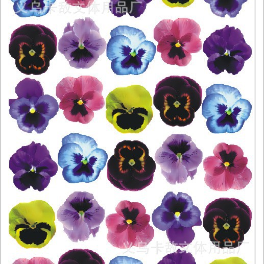 60 pansy flores
