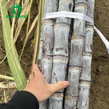 广西黑皮甘蔗种植基地一级黑皮水果甘蔗脆甜多汁源头产地直供