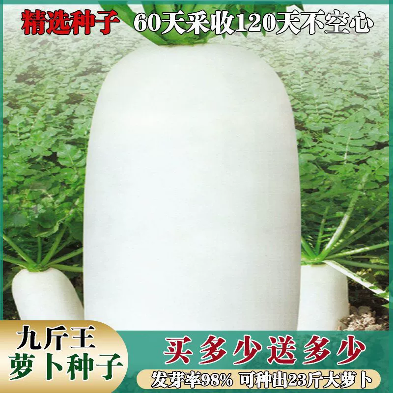 Семена овощей круглый год 4.5kg семена королевской редьки семена белой редьки семена редьки неполые редьки