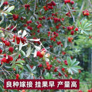 ��÷������̿�|����÷�ش����޽ӹ��箔��Y���ϱ����Nֲ����