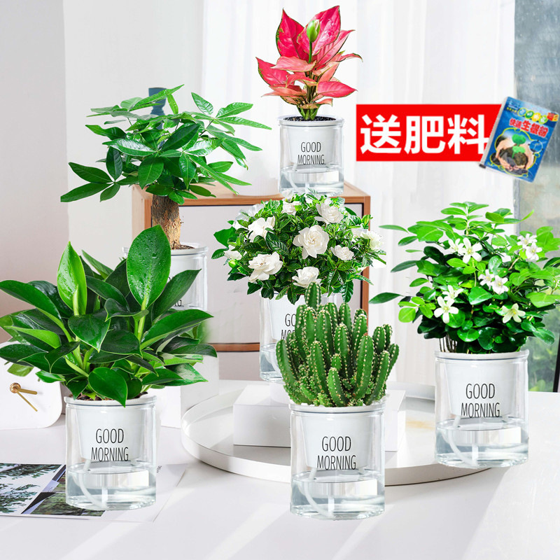 골든 다이아몬드 + 머니 트리 + 치자나무 + 구리향 + 완중산 + 길리 레드(좋은 아침 분지) + 영양액