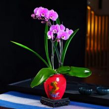 新款中国红花盆家用客厅绿植盆兰花花盆火焰南天竹专用盆高款陶瓷