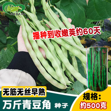 金菜园帝王青豆角种子 基地用大田高抗架豆角蔬菜籽 无筋无丝