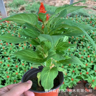 �u�ڻ��������l �u�ڻ��@�־G���������� �@���쾰�r��ݻ����l