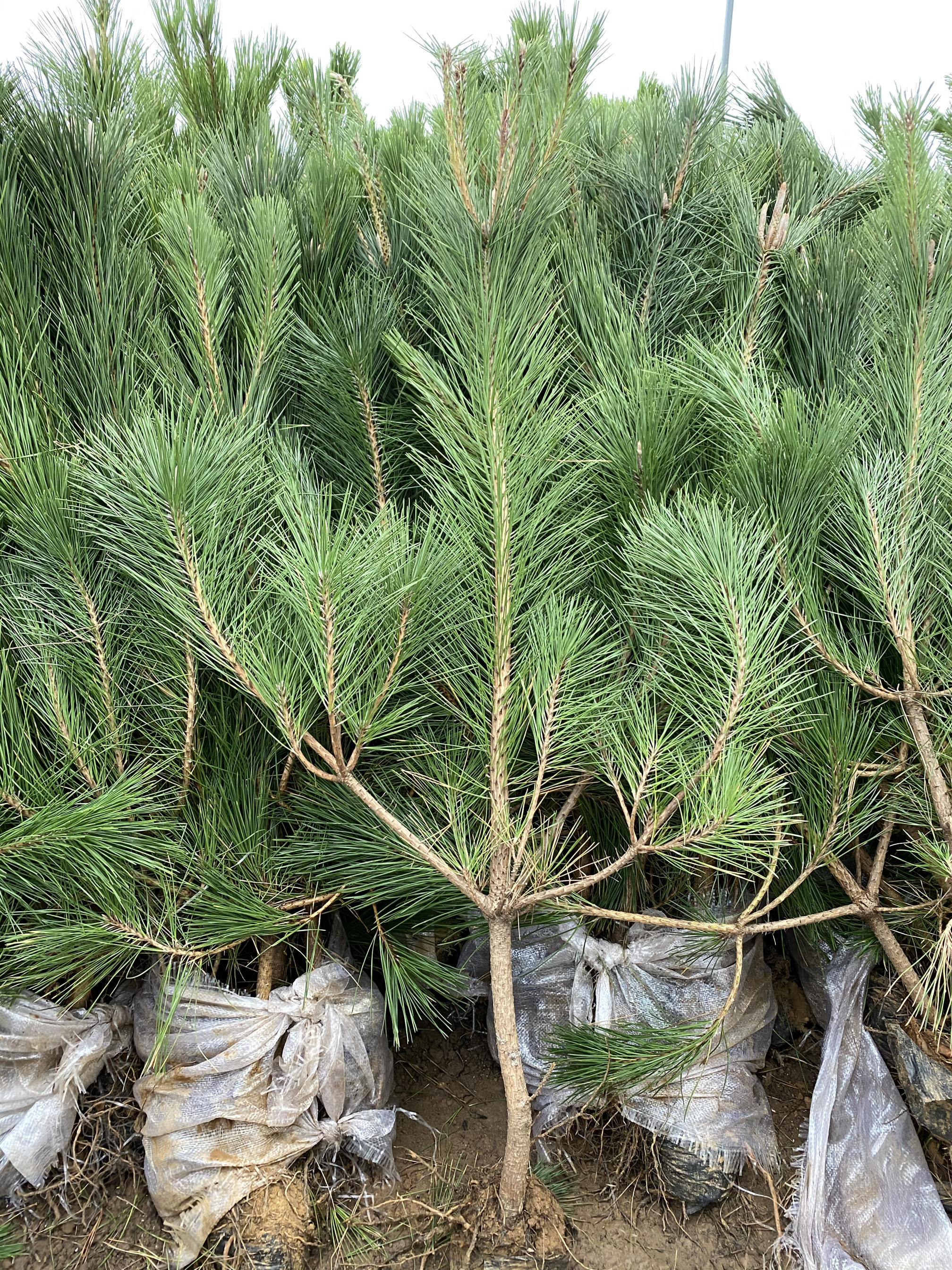 松树苗黑松苗黑松小苗日本黑松苗造型黑松四季常青盆景老桩批发