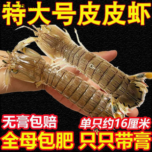 ƤƤ�r�r�������r���r���l���r����ȫĸ�ش�ƤƤ�r���rһ��������