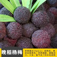 Саженцы Dongkui bayberry, настоящие привитые саженцы bayberry, очень большие саженцы bayberry раннего созревания для посадки на севере и юге, плодоносящие в том же году.