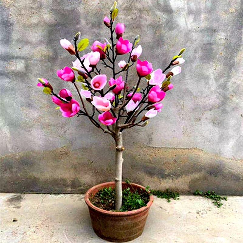 当年开花浓香玉兰花矮化盆栽地栽树苗耐寒四季开花花卉包成活好养