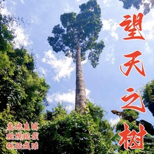 望天树树苗擎天树树苗速生树木苗珍稀名贵树苗风景树苗珍贵名树