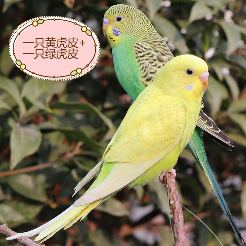 녹색 호랑이 가죽 + 노란색 호랑이 가죽(Bao Xue Talking) 3일 동안 특별 가격