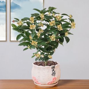 һlԿ͏dSļ𻨘¹𻨻׻_Gֲ[Ł