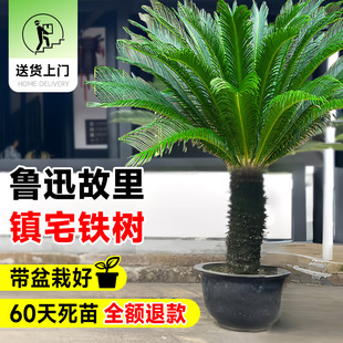 ���T�ڴ����F�����ԾGֲ�_����ĸһ�����辰�_�I�ͶY���w���B�Gֲ
