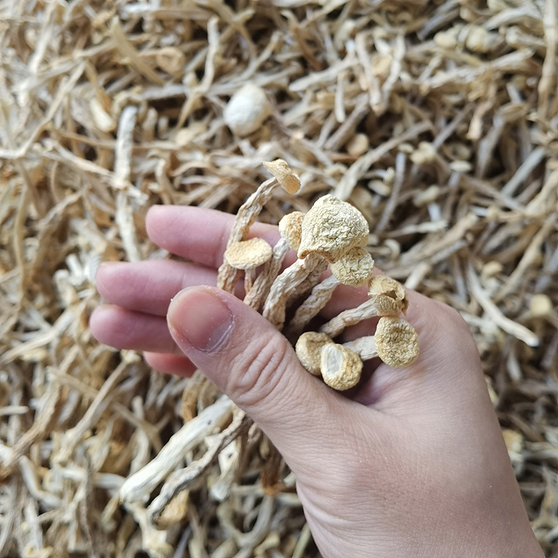 乾貨剪根無根不開傘海鮮菇 煲湯菌菇未開傘海鮮菇菇香柄脆蟹味菇