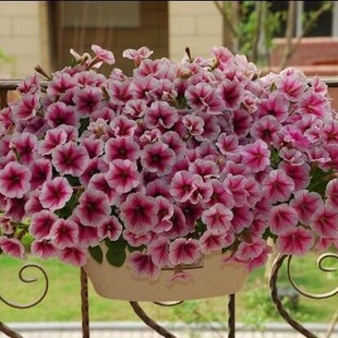 Petunia Seeds Hanging Morning Glory Seeds Potted Courtyard Indoor Balcony Climbing Plant Morning Glory Seeds