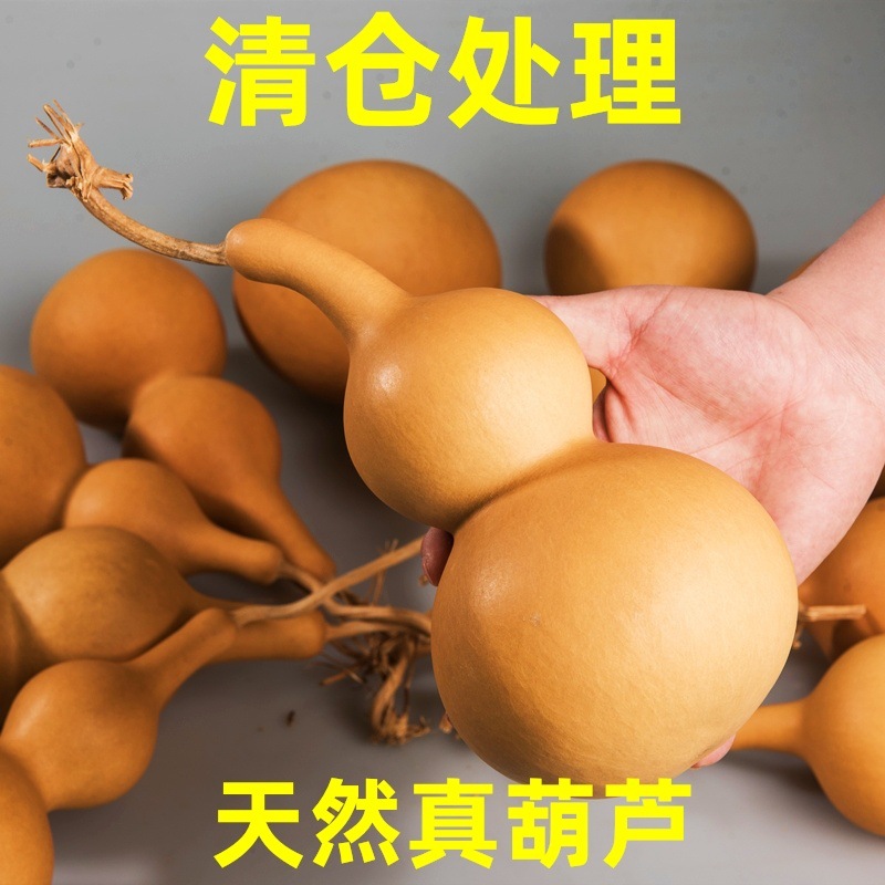 다양한 모양의 천연 조롱박 20-26cm 1개