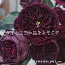 皇宫月季花大苗盆栽暗黑色系花香浓郁阳台庭院大花月季苗多季开花