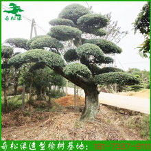 供应造型榆树 榆树古桩 各类绿化工程造型树多规格选品